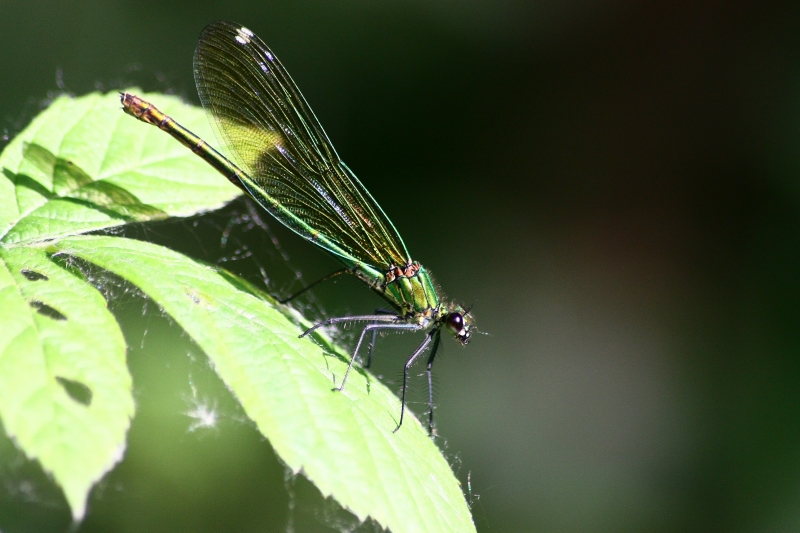 Calopteryx ID?